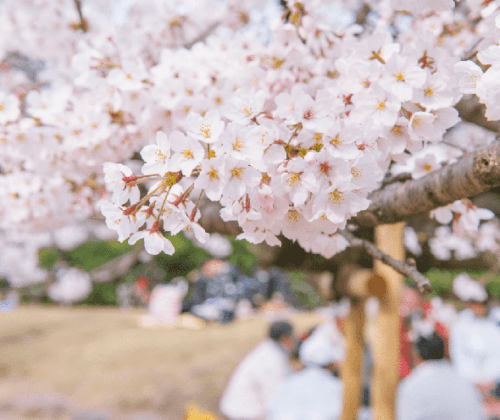 Picnic japonés al aire libre bajo los cerezos en flor con sushi, onigiri y dulces tradicionales