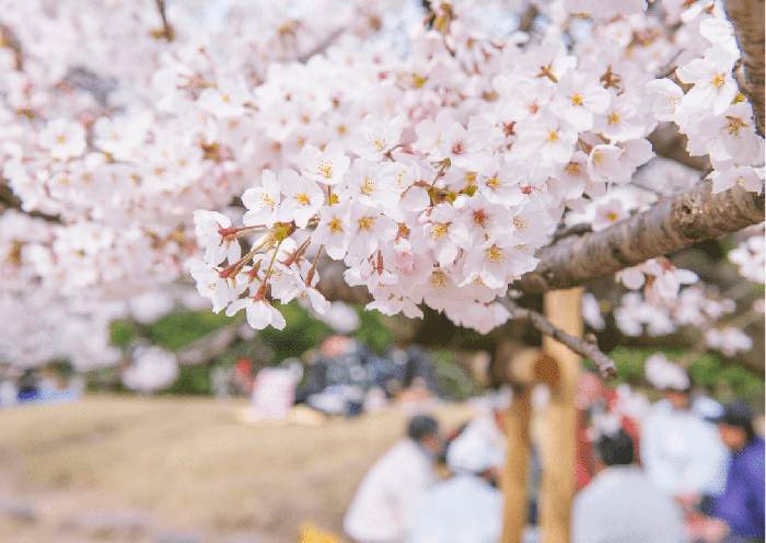 Picnic japonés al aire libre bajo los cerezos en flor con sushi, onigiri y dulces tradicionales